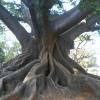 Big Tree at a park in Bangalore